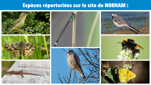 Especes-repertoriees-3.png