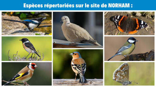 Especes-repertoriees-2.png