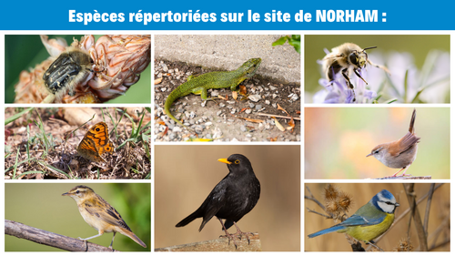 Especes-repertoriees-1.png